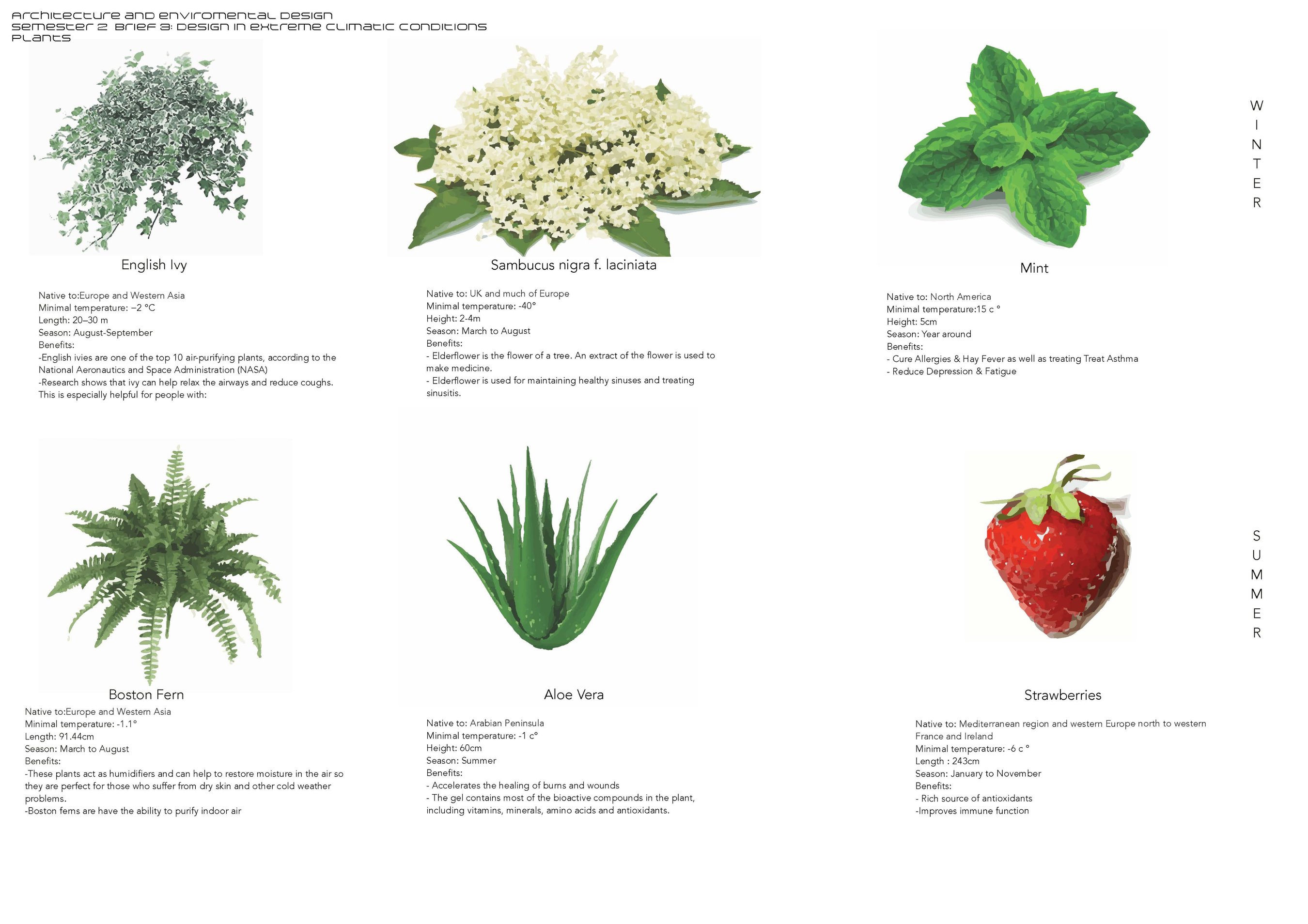 plants page 1
